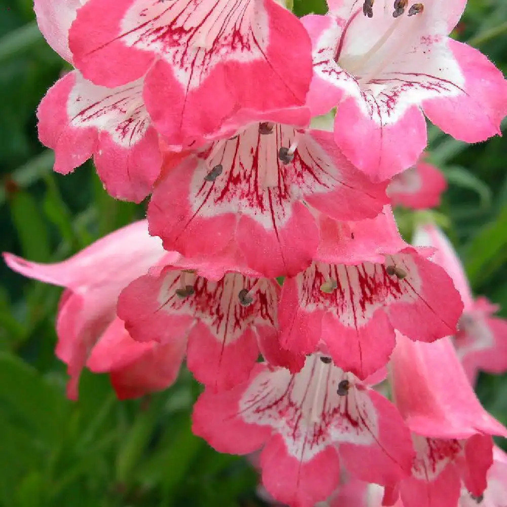 PENSTEMON 'Souvenir d'Adrien Régnier'