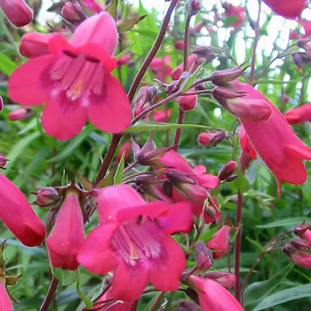 PENSTEMON 'Southgate Gem'