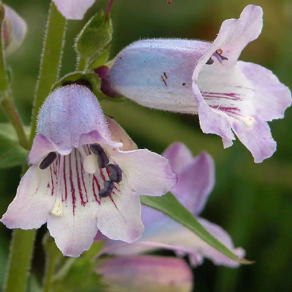 PENSTEMON 'Sour Grapes'