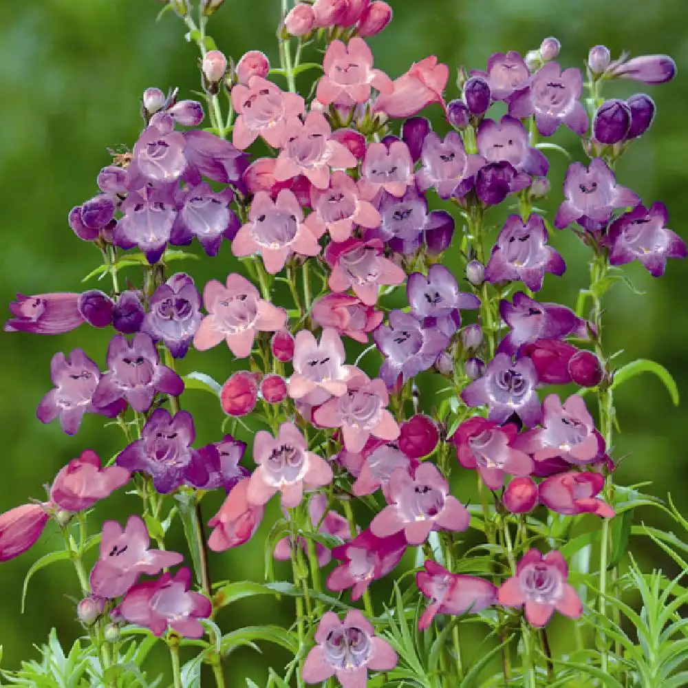 PENSTEMON 'Sunburst Colours'