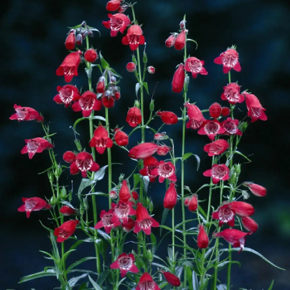 PENSTEMON 'Sunburst Ruby'