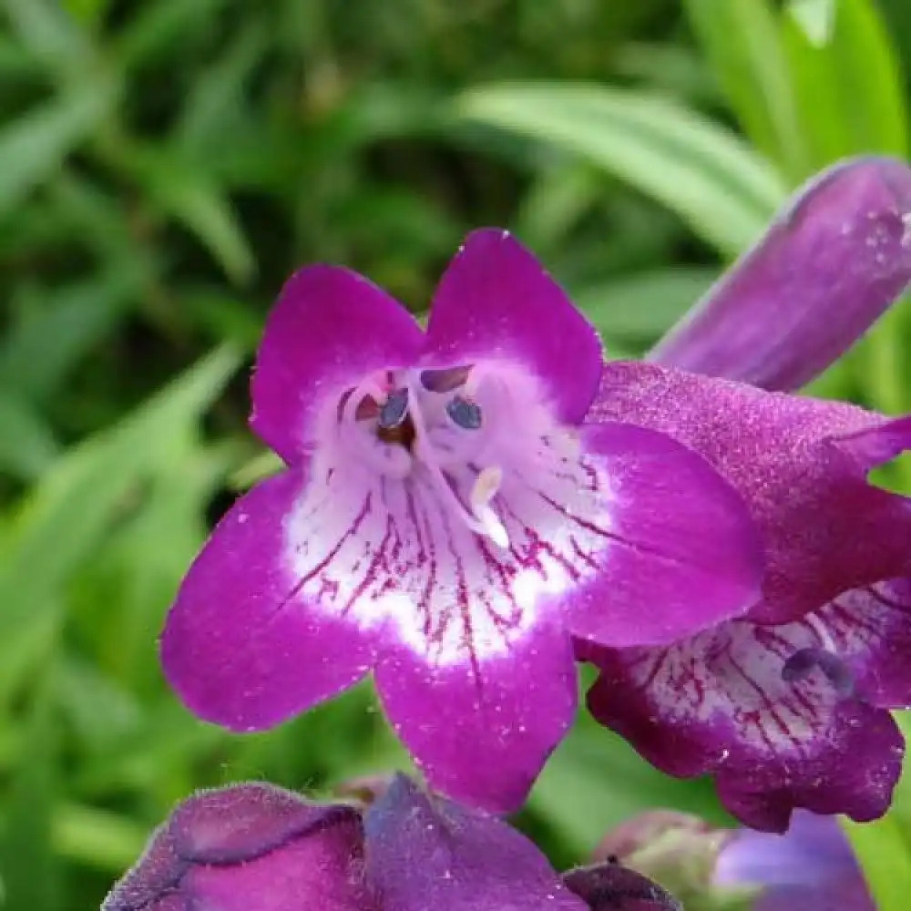 PENSTEMON 'Vesuvius'