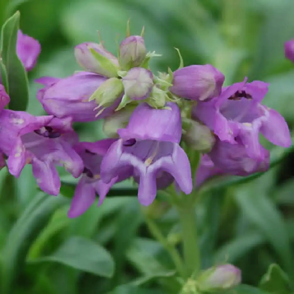 PENSTEMON virgatus 'Blue Buckle'