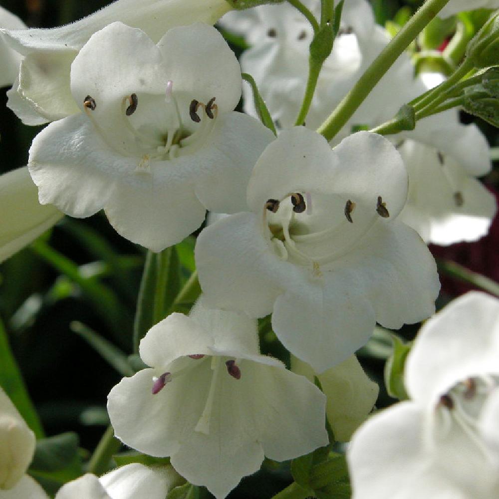 PENSTEMON 'White Bedder'