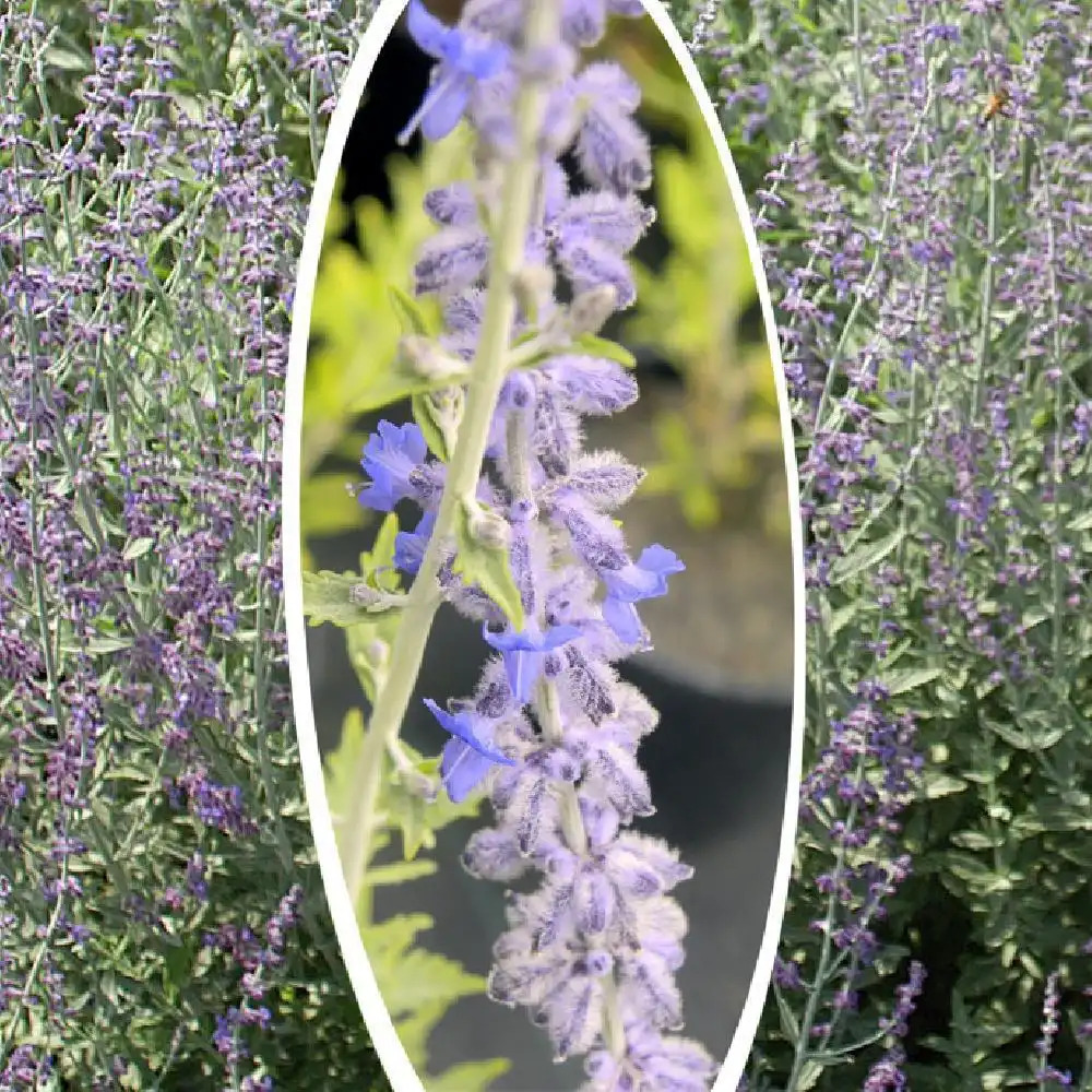 PEROVSKIA (atriplicifolia) 'Blue Spire'