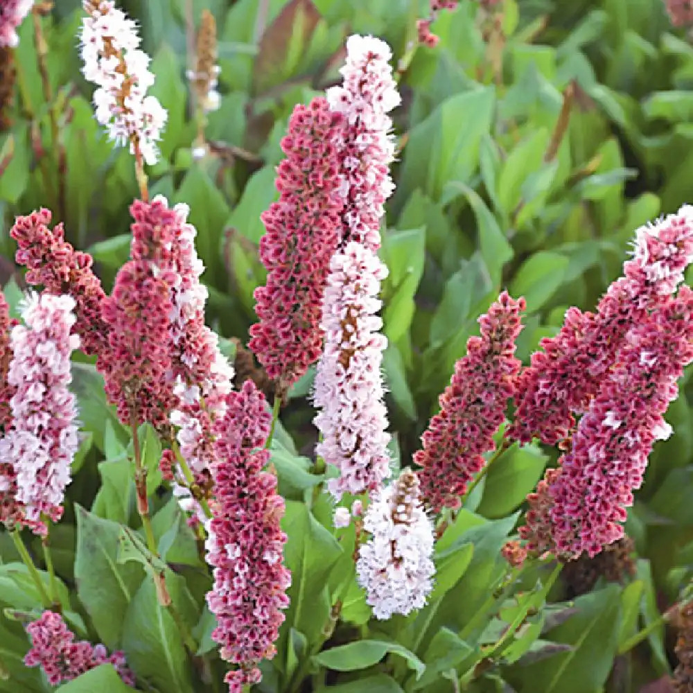 PERSICARIA affinis 'Kabouter'