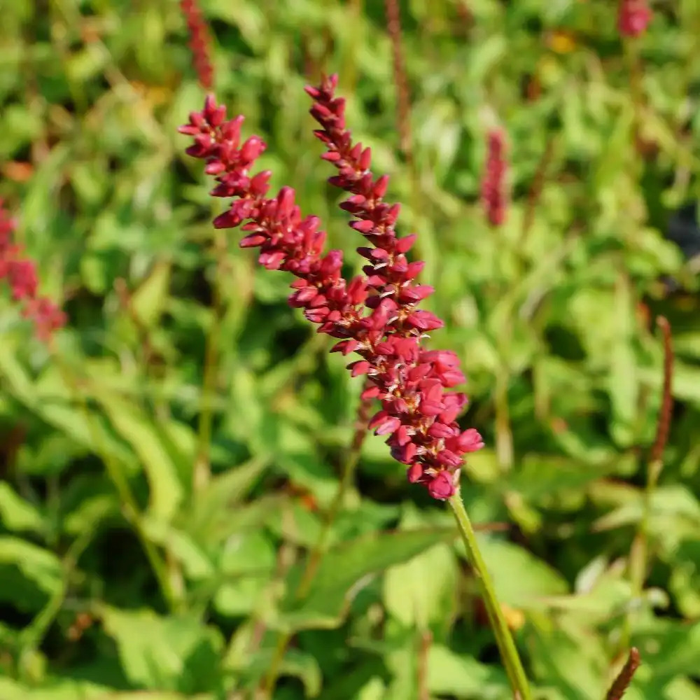 PERSICARIA amplexicaulis 'Dark Red'