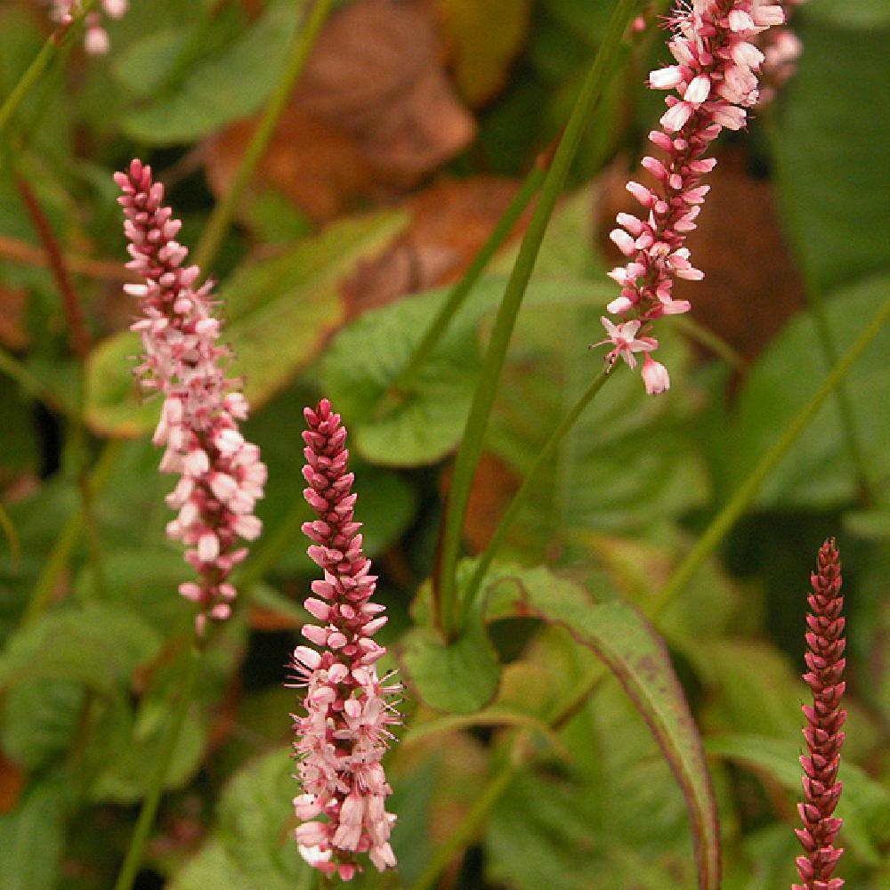 PERSICARIA amplexicaulis 'Rosea'