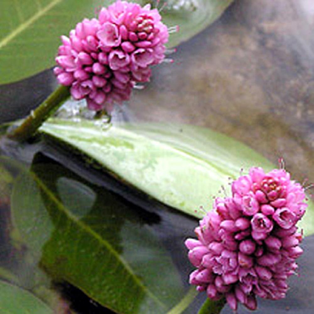 PERSICARIA amphibia