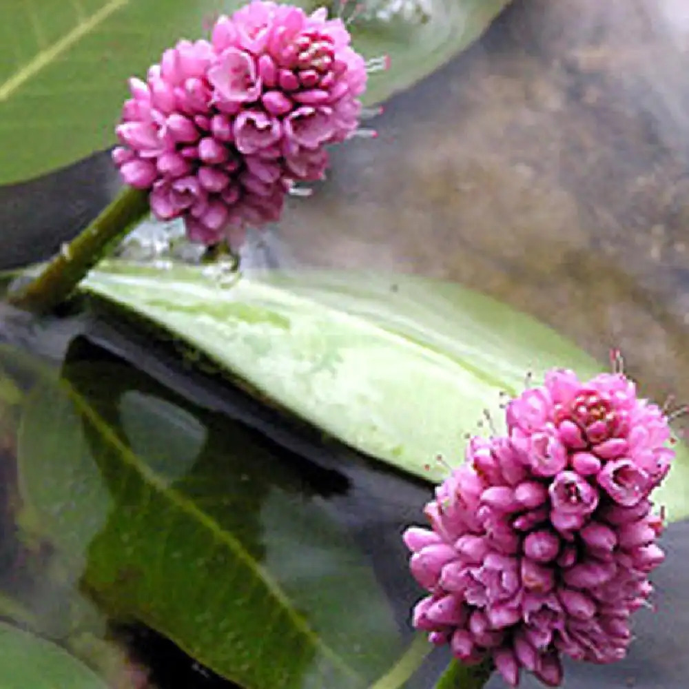 PERSICARIA amphibia