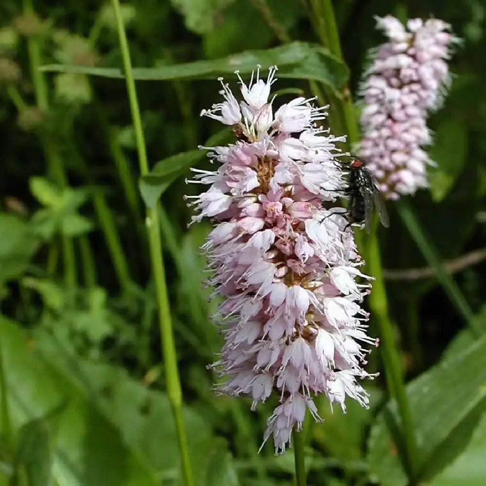 PERSICARIA bistorta 'Superba'