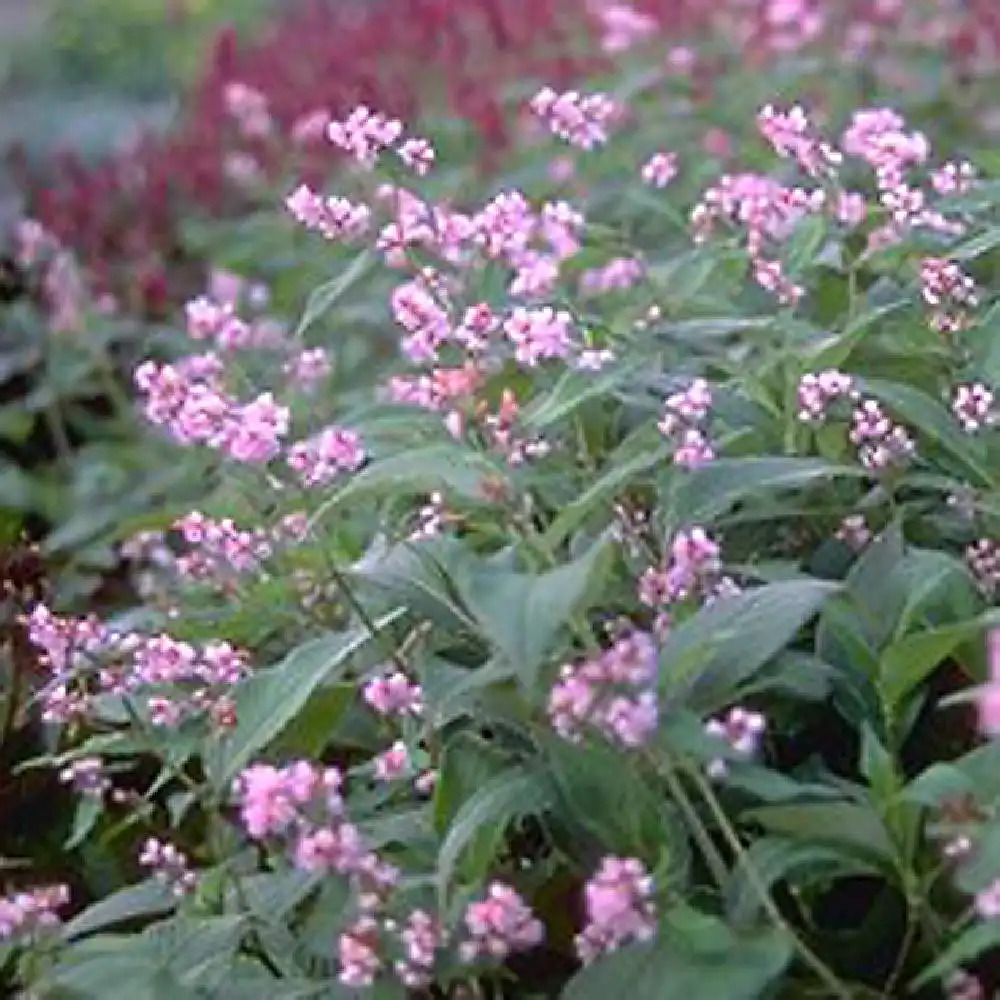 PERSICARIA campanulata