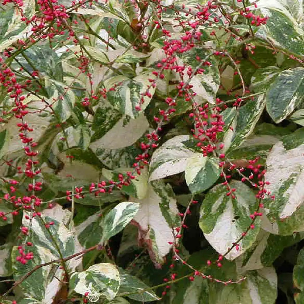 PERSICARIA filiformis 'Painter's Palette'