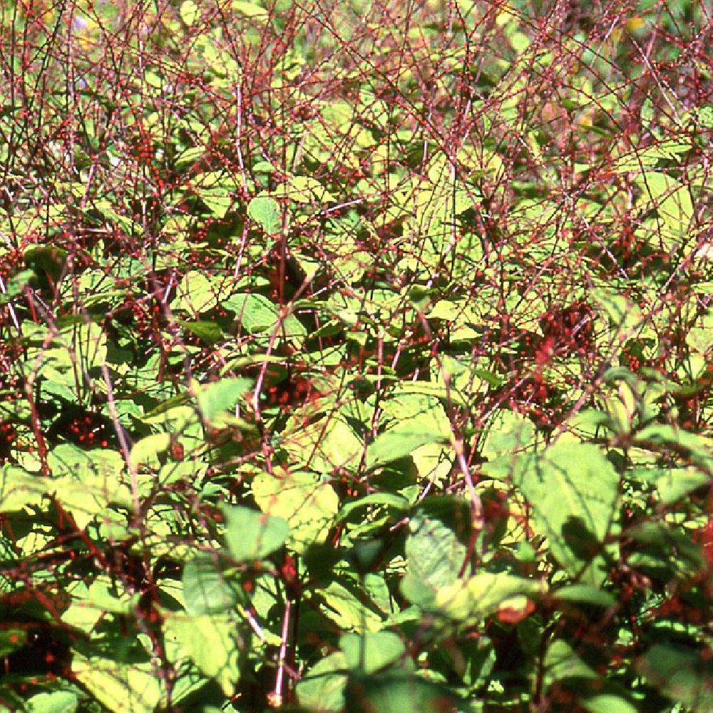 PERSICARIA filiformis