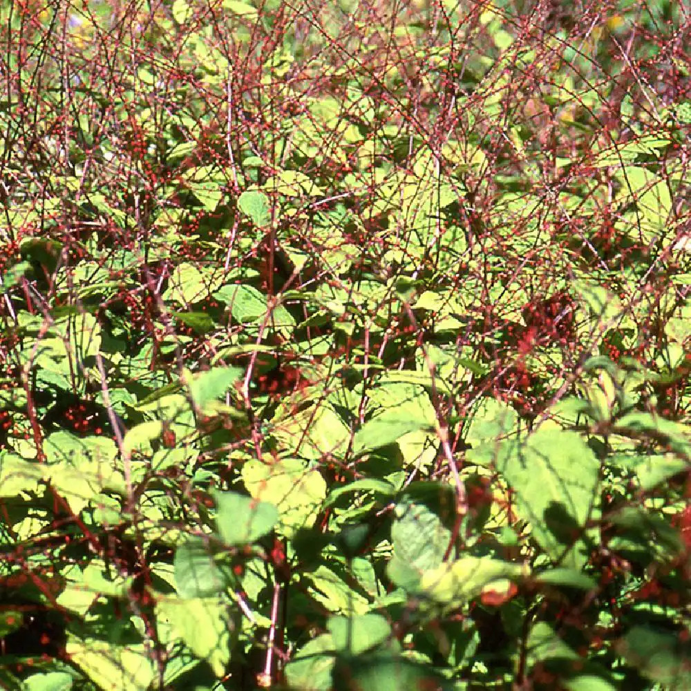 PERSICARIA filiformis