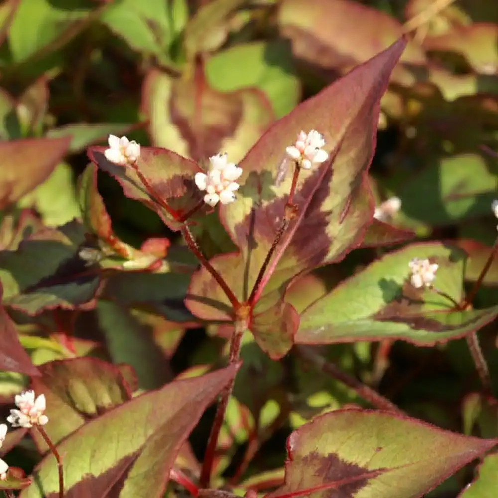 PERSICARIA microcephala