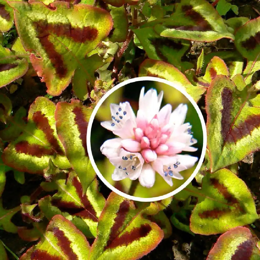 PERSICARIA runcinata 'Purple Fantasy'