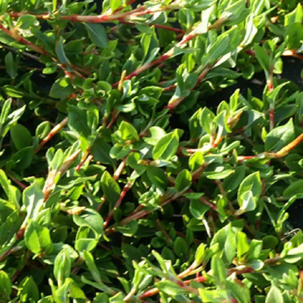 PERSICARIA vacciniifolia