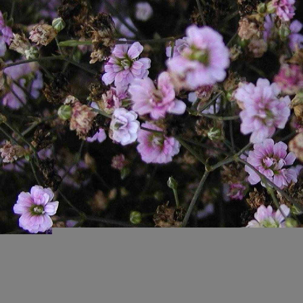 PETRORHAGIA saxifraga 'Rosette'