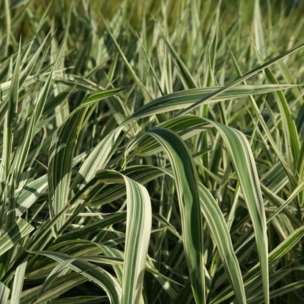 PHALARIS arundinacea 'Picta'