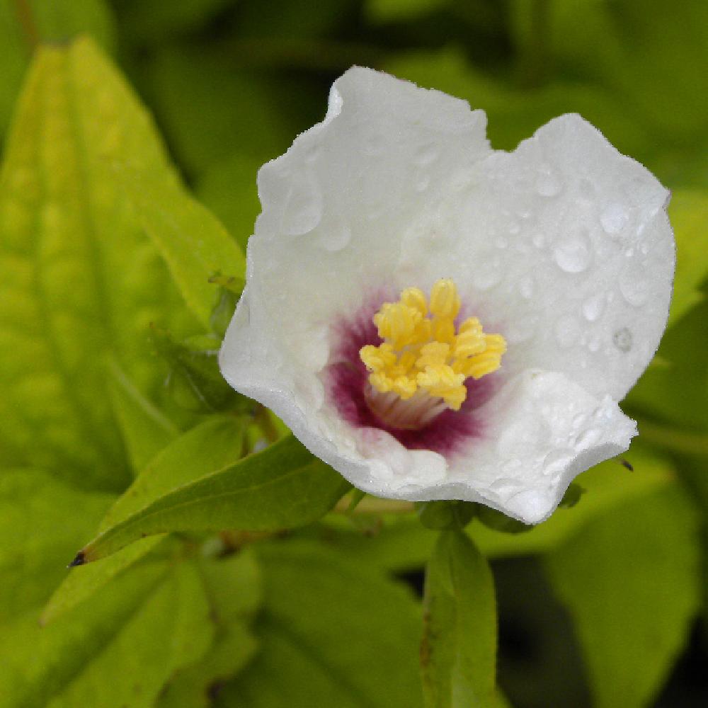 PHILADELPHUS 'Belle Etoile'