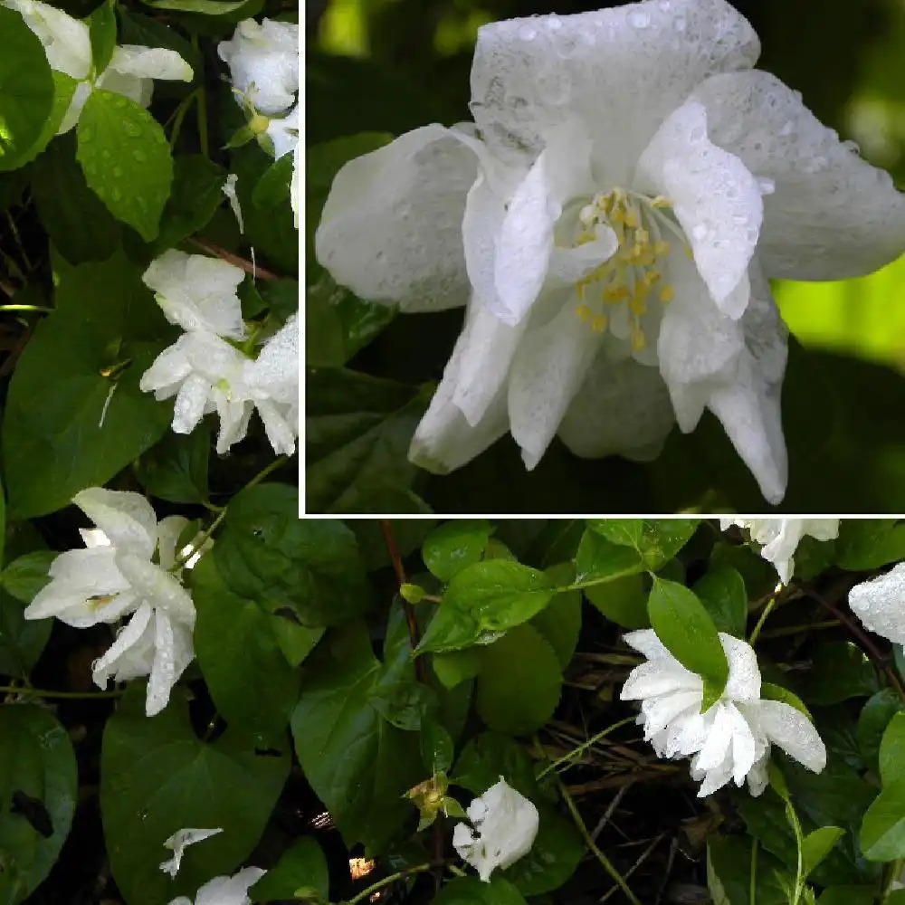 PHILADELPHUS brachybotrys