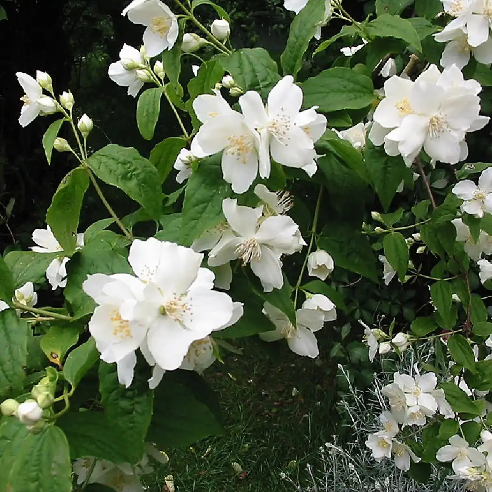 PHILADELPHUS coronarius