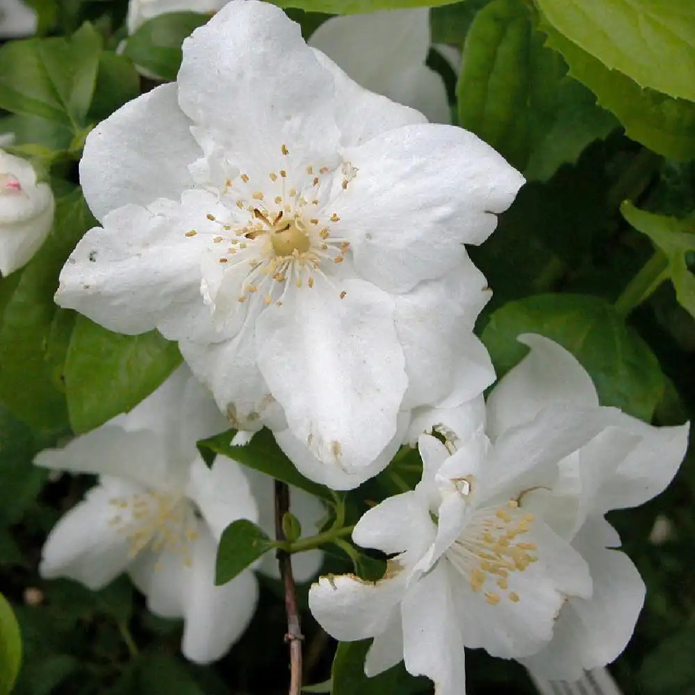 PHILADELPHUS 'Natchez'