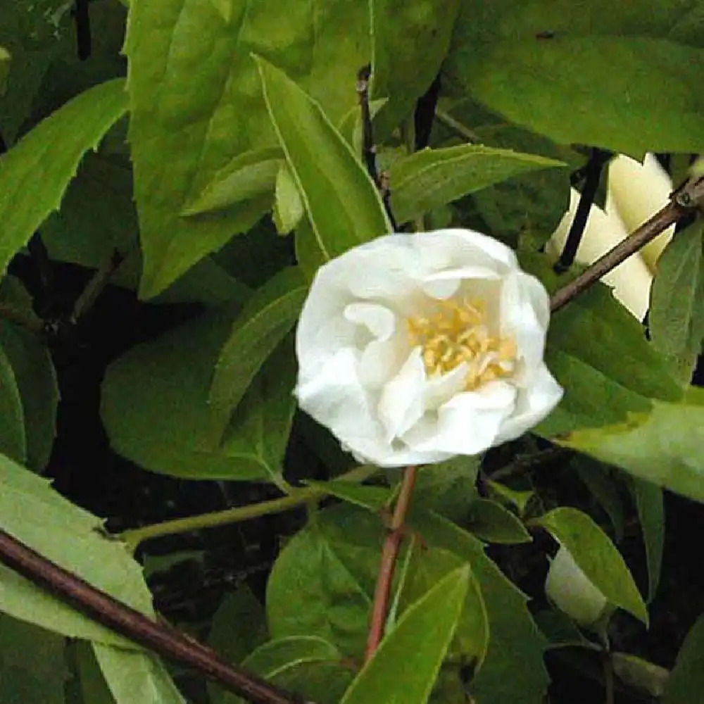 PHILADELPHUS 'Polar Star'