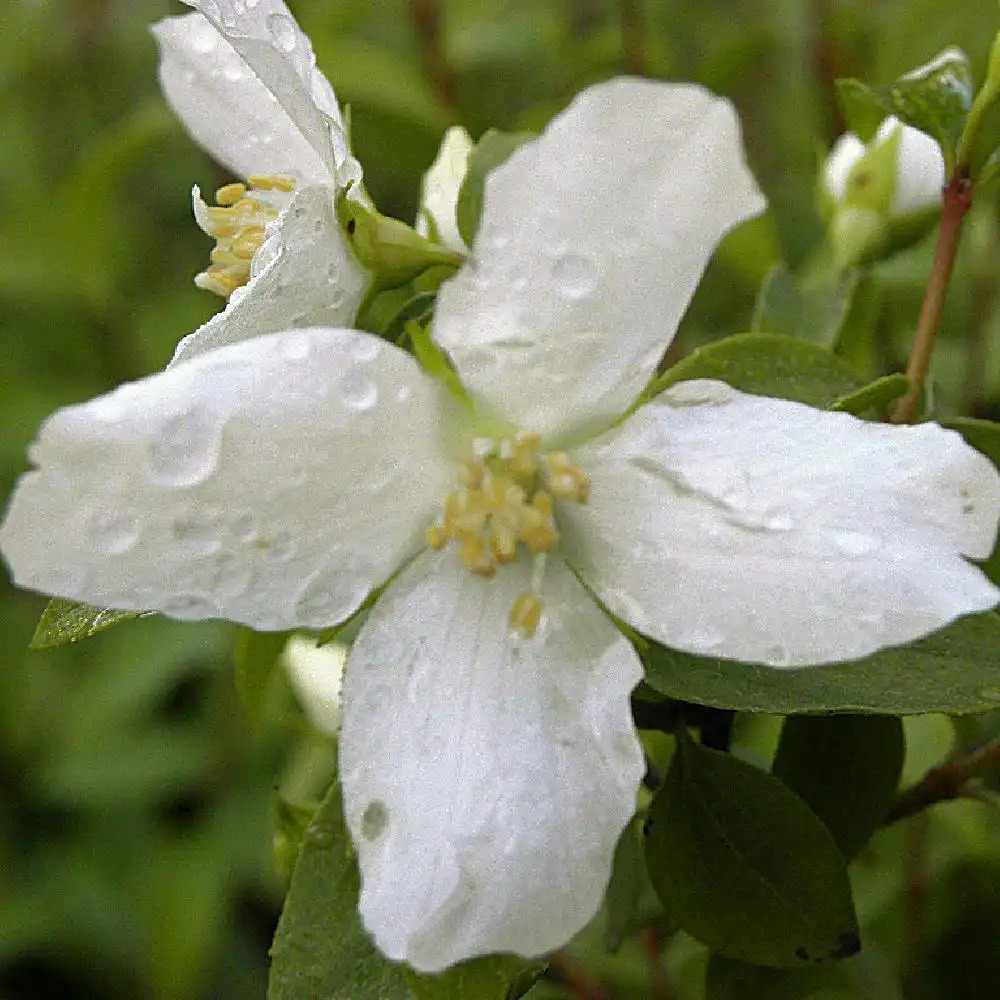 PHILADELPHUS 'Silberregen'