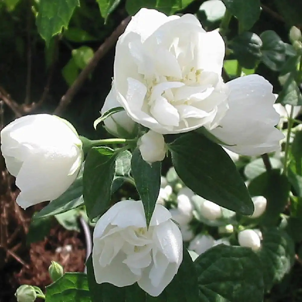 PHILADELPHUS 'Virginal'