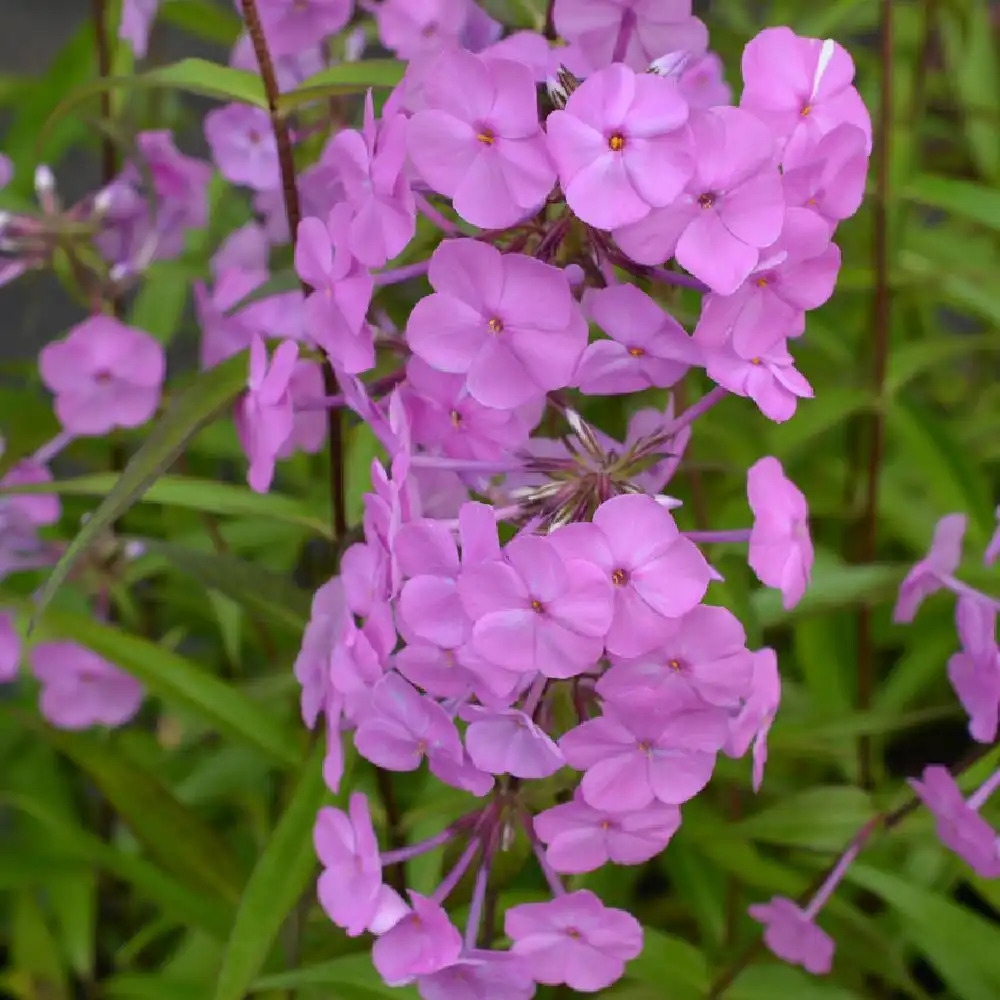 PHLOX 'Alpha' (Maculata Group)