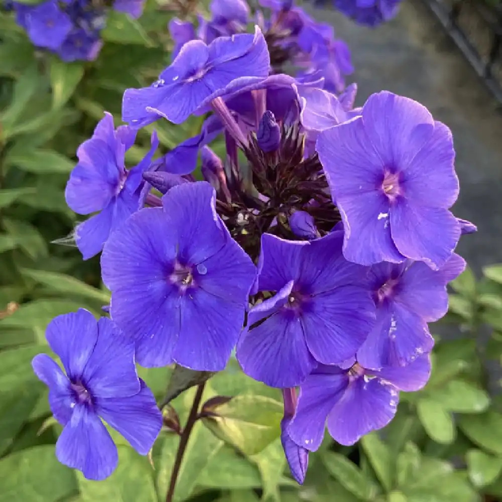 PHLOX 'Amethyst' (Paniculata Group)