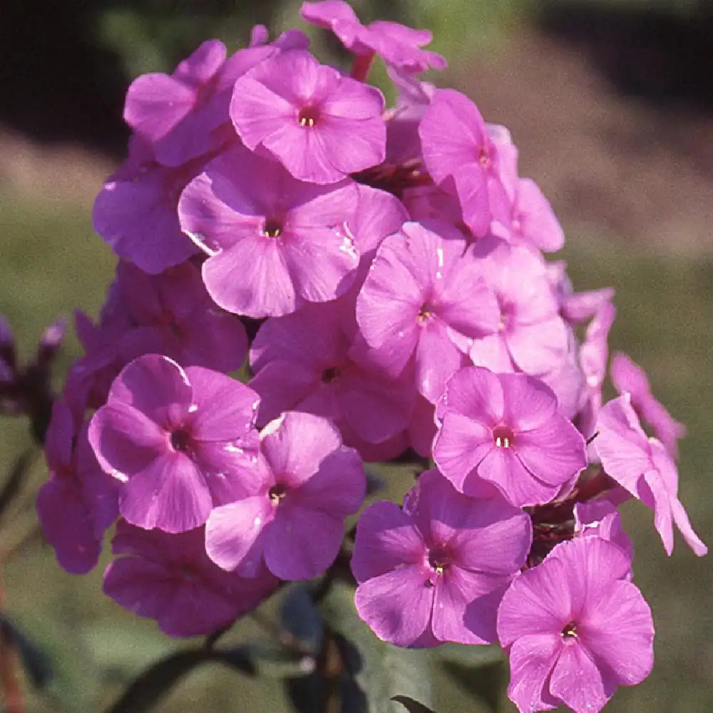 PHLOX 'Amethyst' (Paniculata Group)