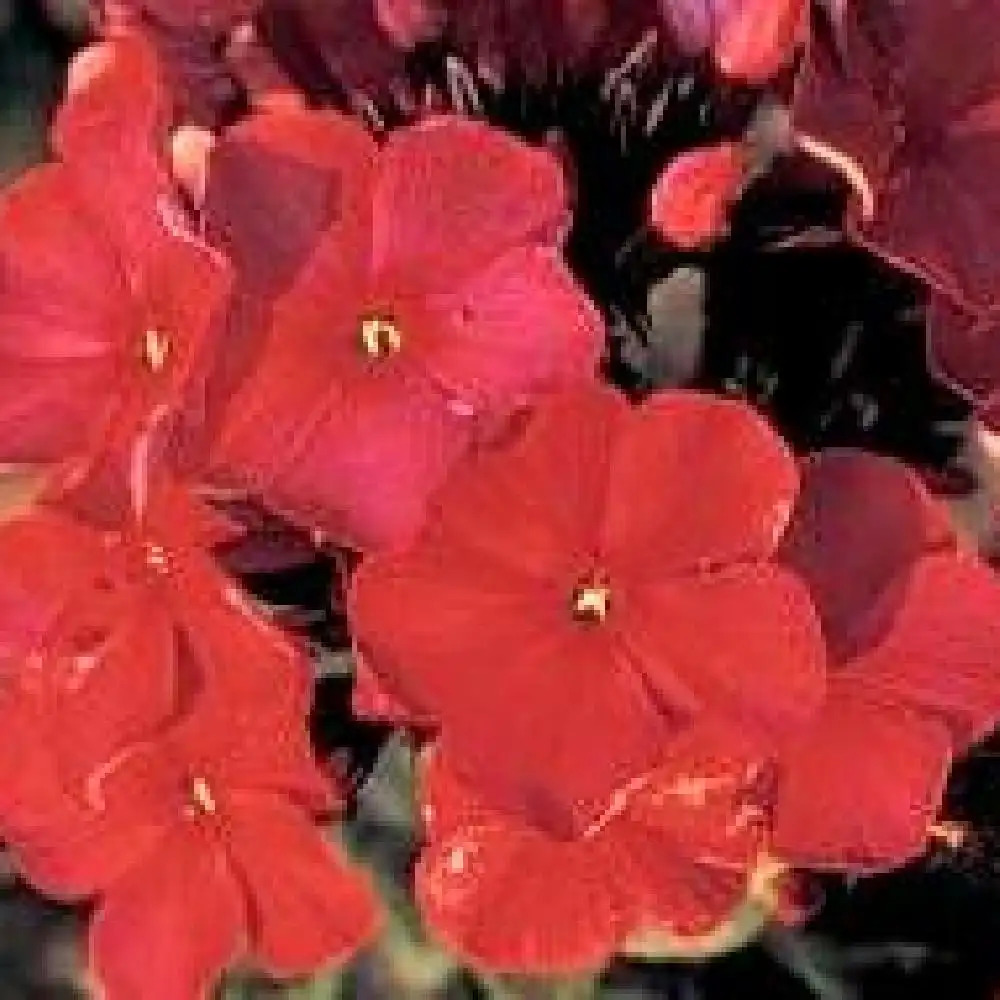 PHLOX 'Augustfackel' (Paniculata Group)