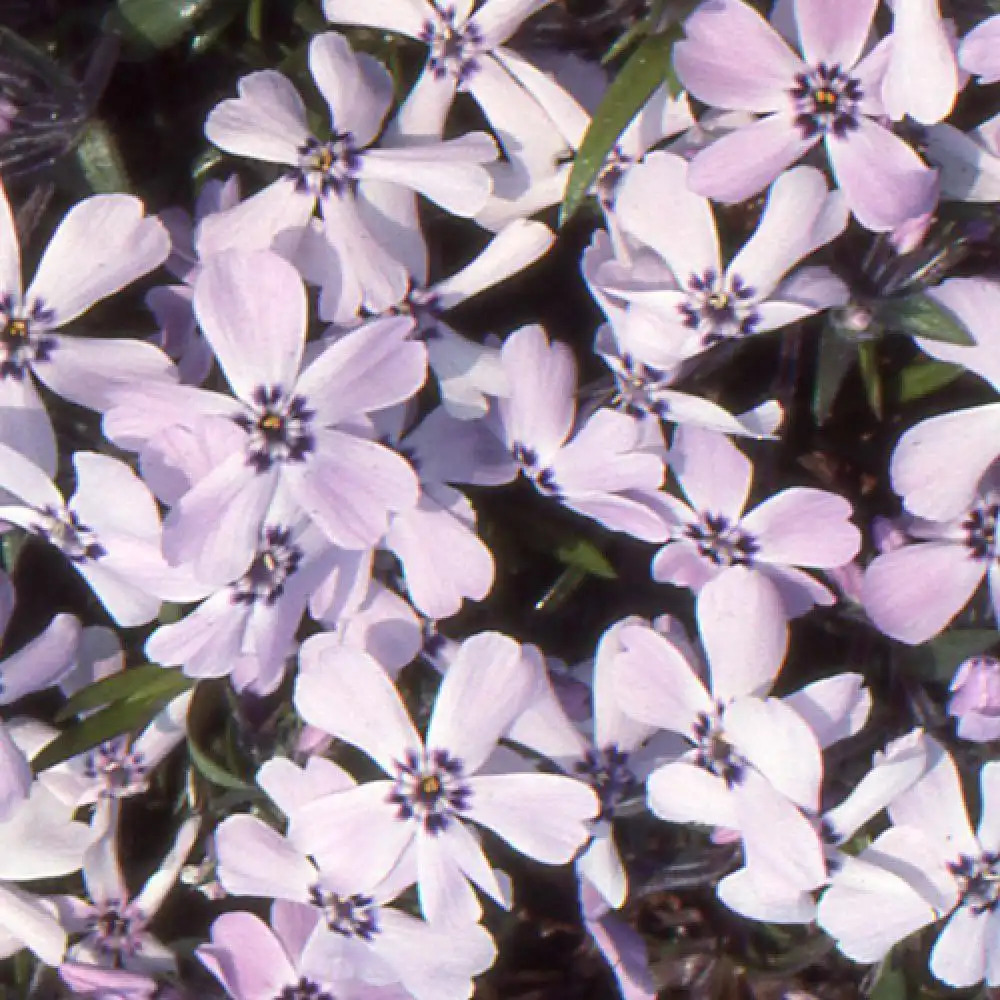 PHLOX 'Benita' (Subulata Group)