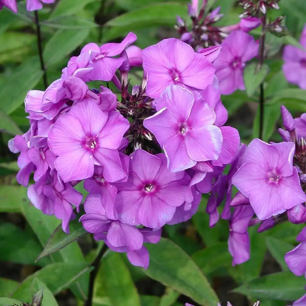 PHLOX 'Blue Paradise' (Paniculata Group)