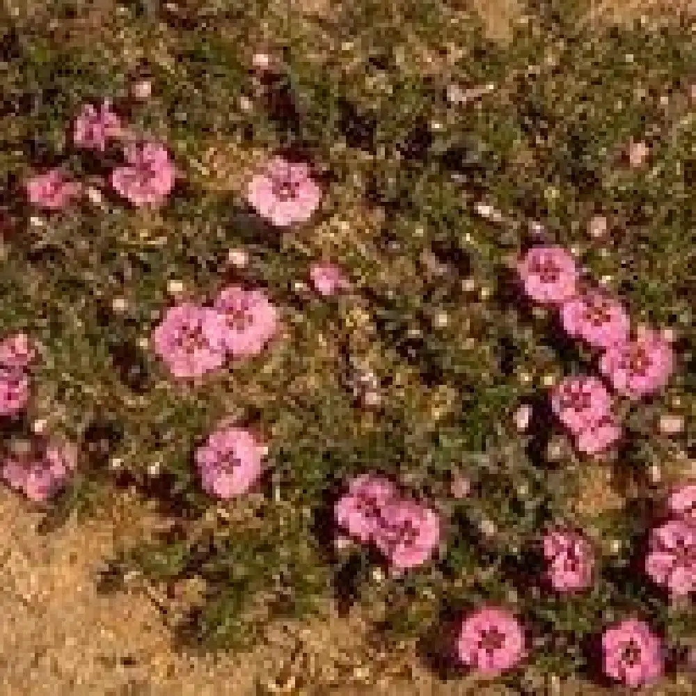 PHLOX 'Boothman's Variety' (Douglasii Group)