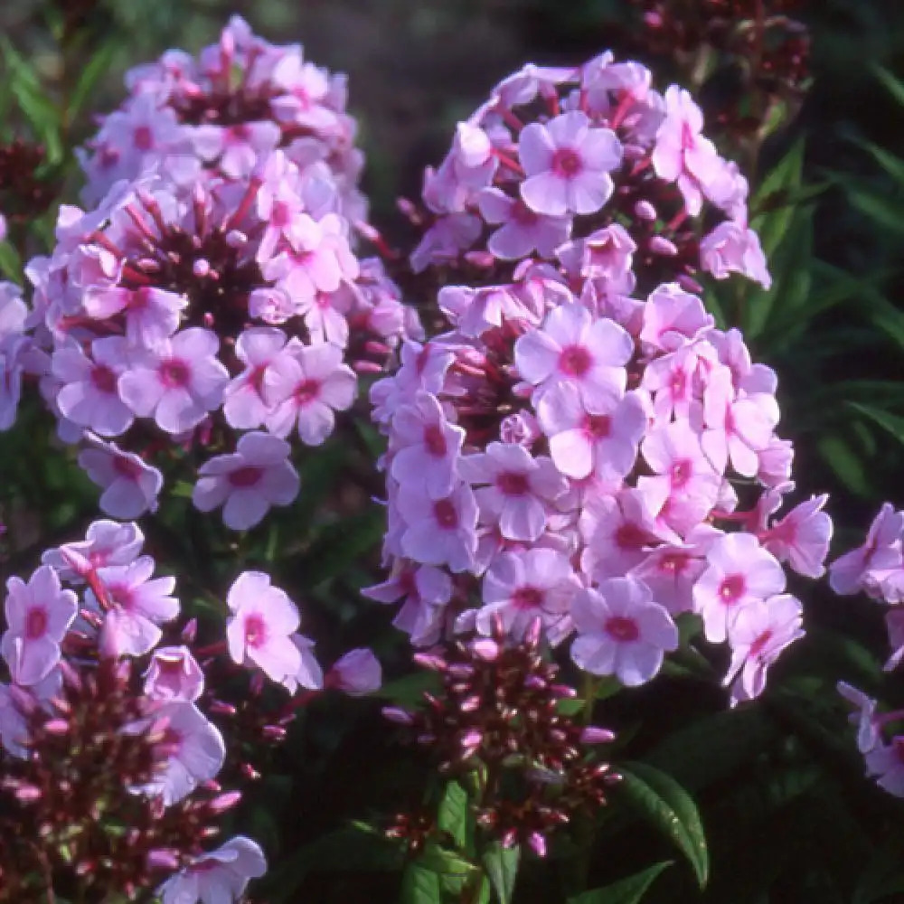 PHLOX 'Bright Eyes' (Paniculata Group)