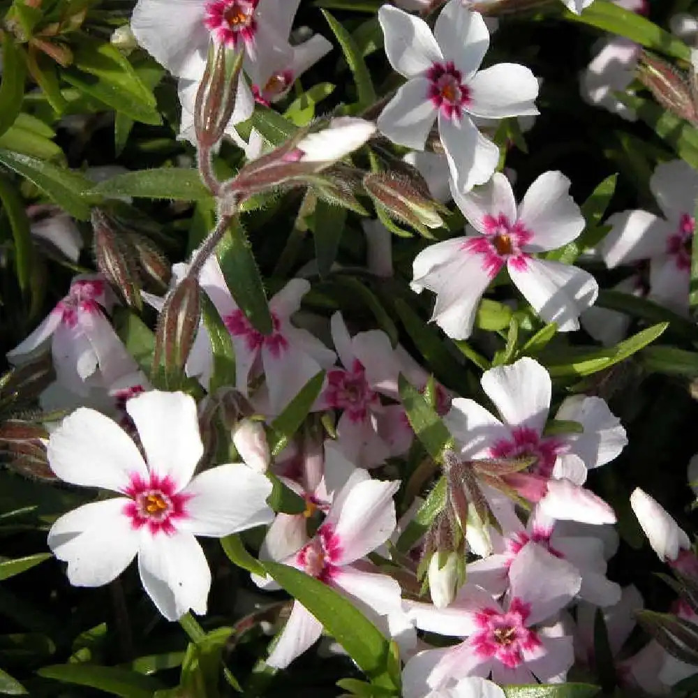 PHLOX 'Coral Eye' (Subulata Group)