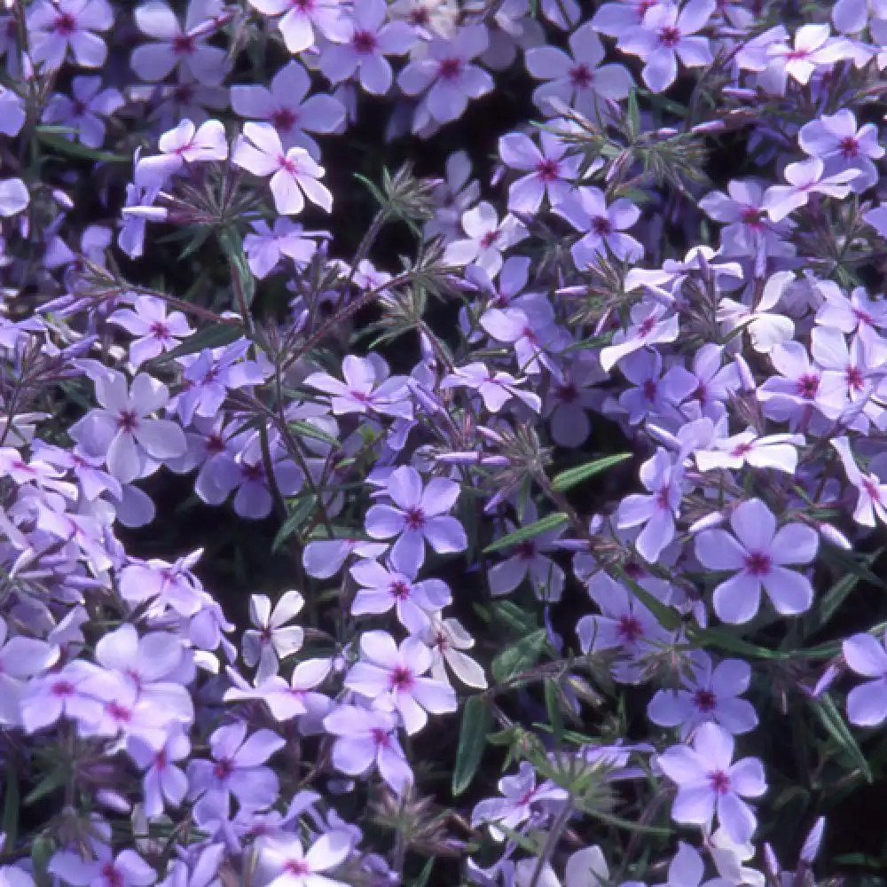 PHLOX divaricata 'Chattahoochee'