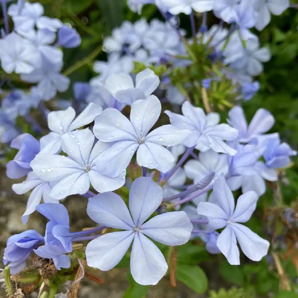 PHLOX divaricata 'Clouds of Perfume'