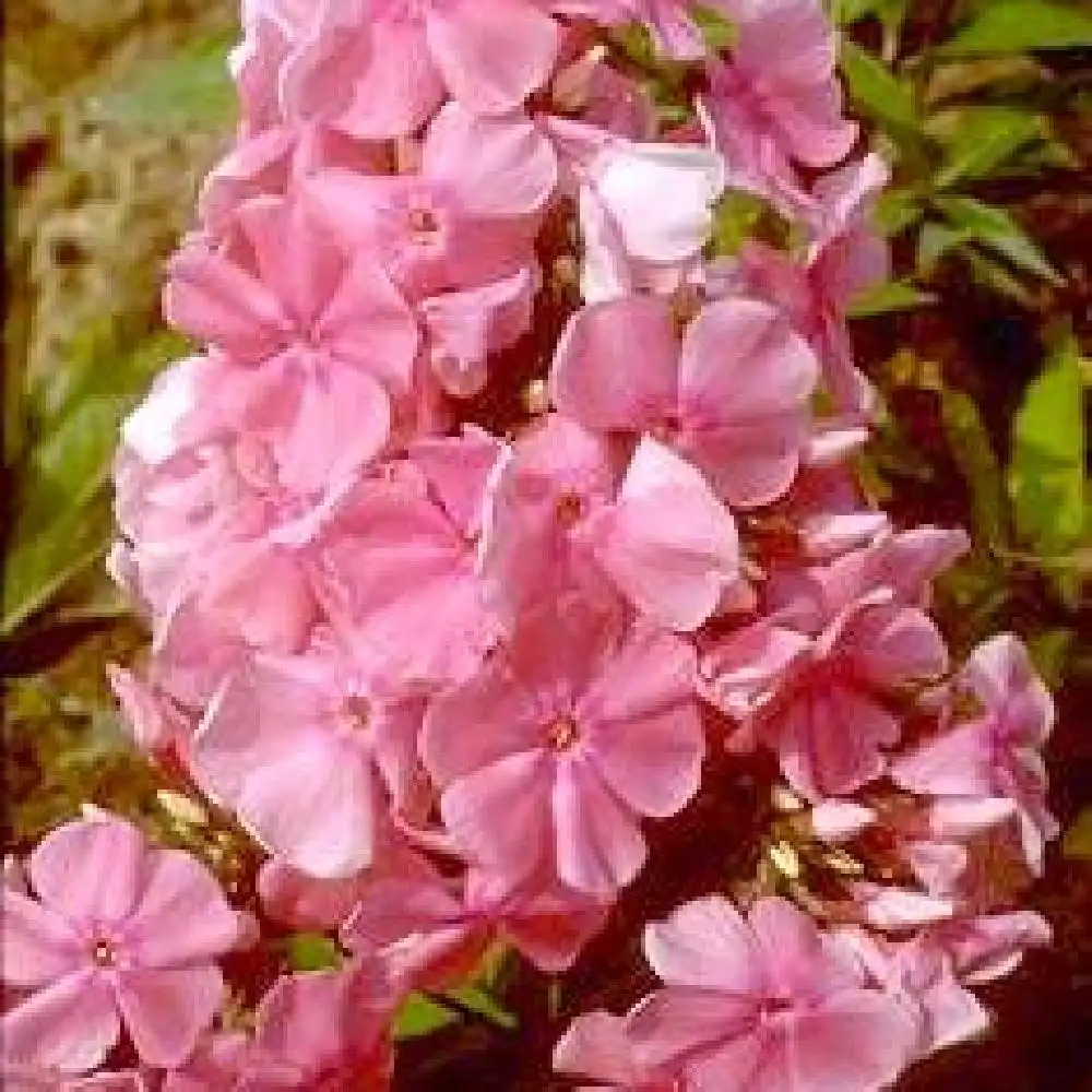 PHLOX 'Dodo Hanbury Forbes' (Paniculata Group)