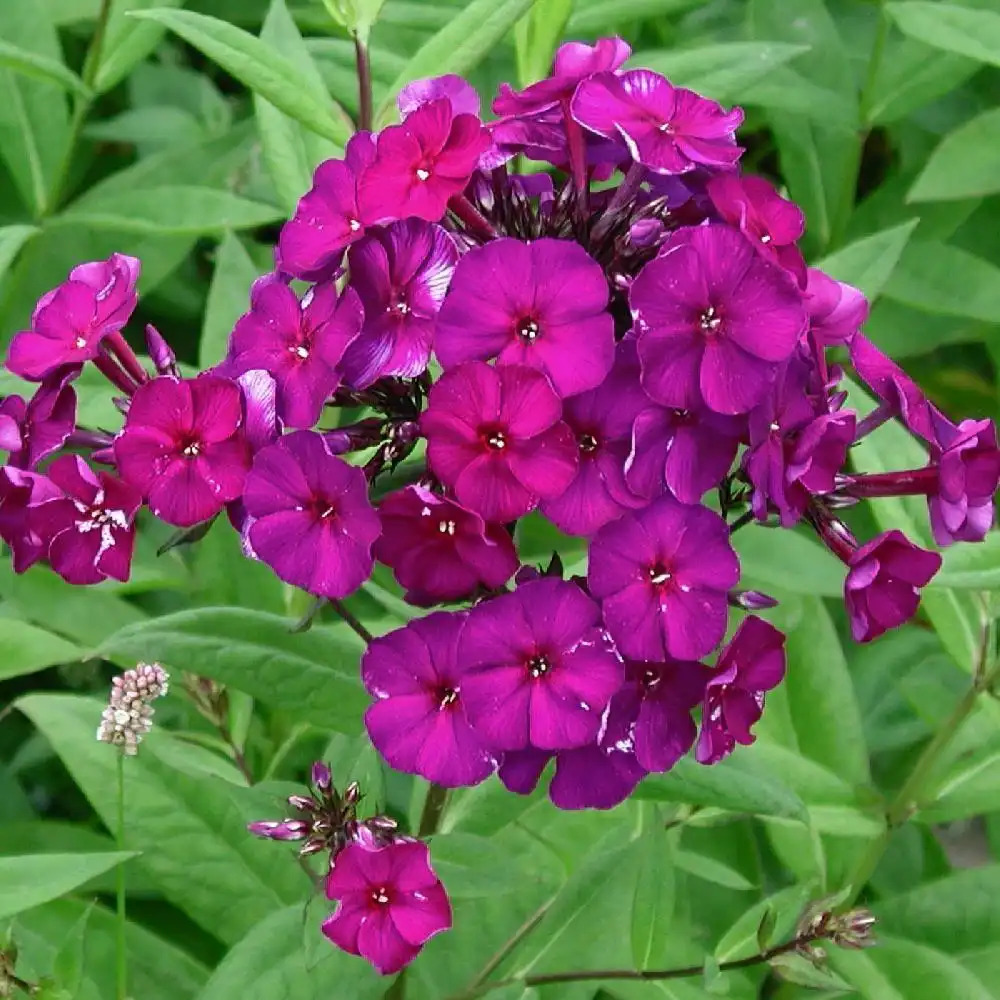 PHLOX 'Düsterlohe' (Paniculata Group)