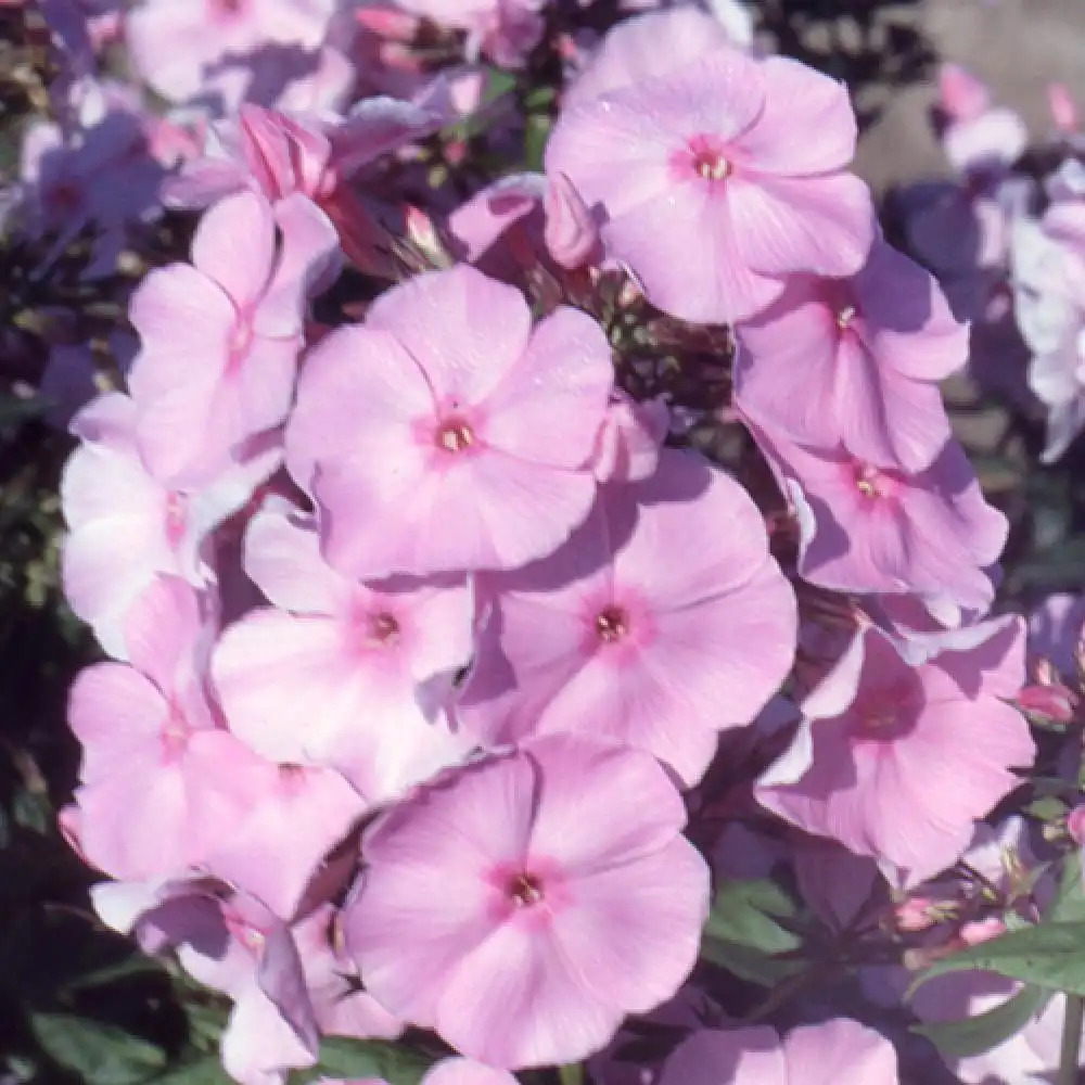 PHLOX 'Elisabeth Arden' (Paniculata Group)