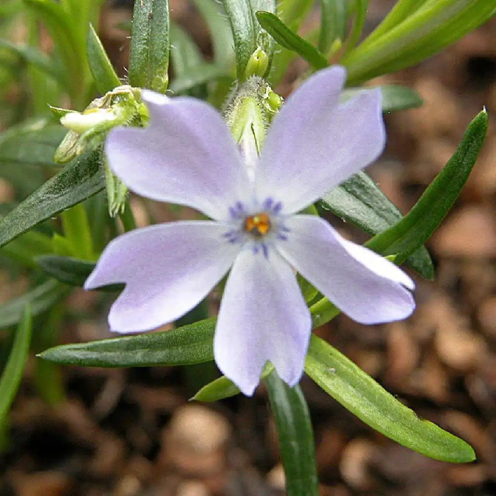 PHLOX 'Emerald Cushion Blue' (Subulata Group)