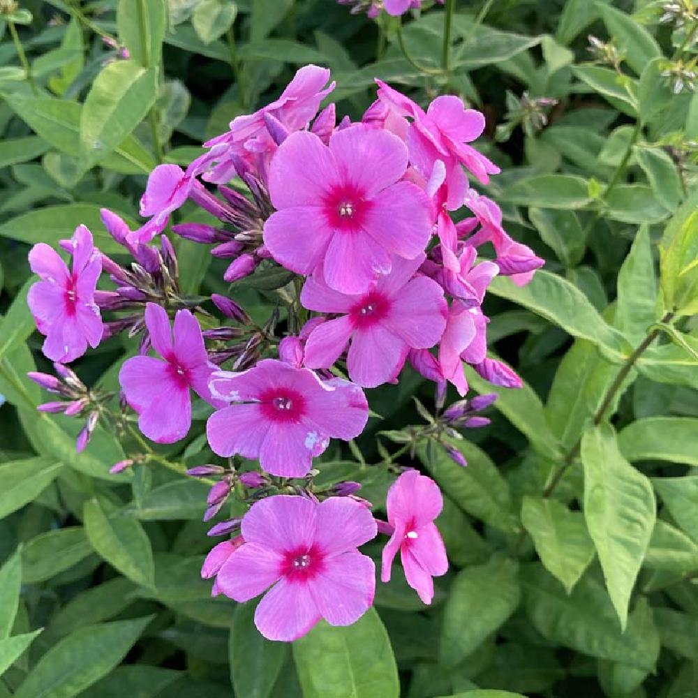 PHLOX 'Eva Cullum' (Paniculata Group).' image 2