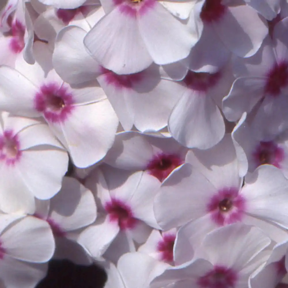 PHLOX 'Graf Zeppelin' (Paniculata Group)