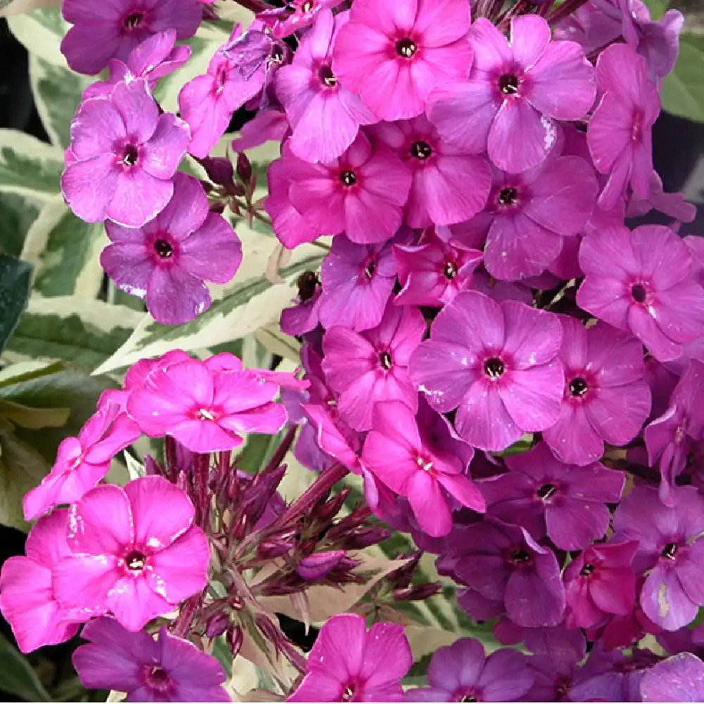 PHLOX 'Harlequin' (Paniculata Group)