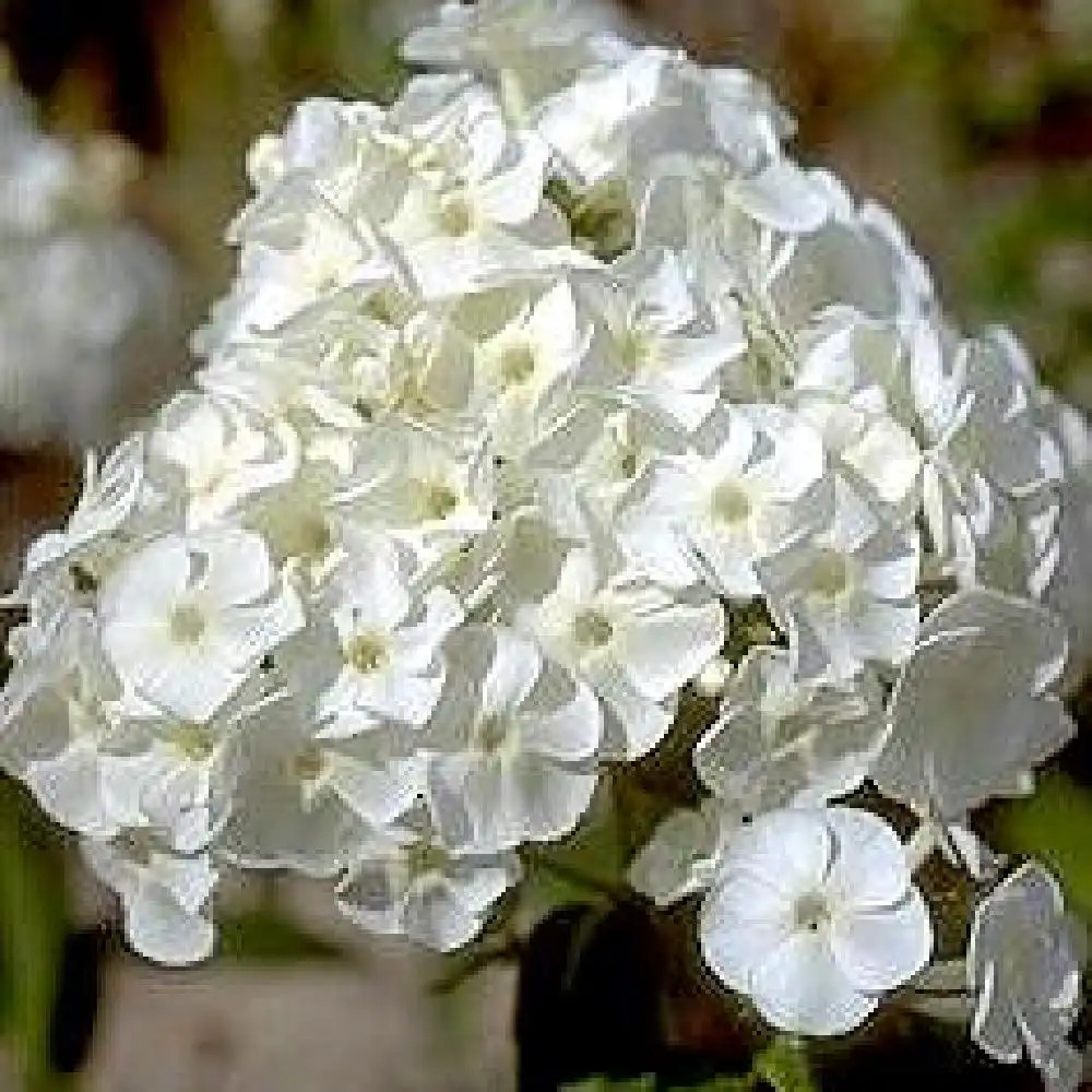 PHLOX 'Jacqueline Maille' (Paniculata Group)